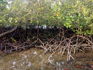 Andaman’s mangrove forests thrive along coasts and creeks, with dense roots, tidal waters, and rich biodiversity, sheltering fish, birds, crustaceans, and protecting fragile island shores.