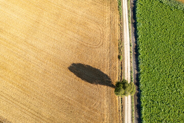 single tree casting a long shadow between two fields, aerial drone view