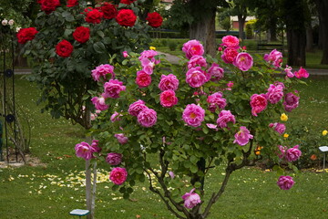 Rosarium in Bad Sauerbrunn, Burgenland, Austria
