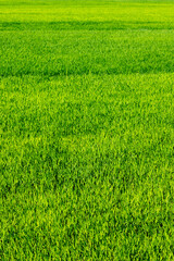 Lush green field with vibrant grass in sunlight