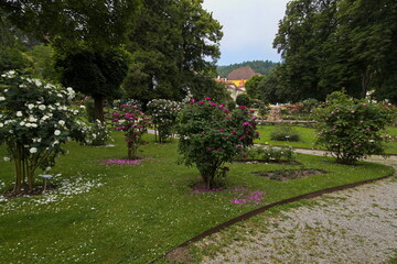Rosarium in Bad Sauerbrunn, Burgenland, Austria
