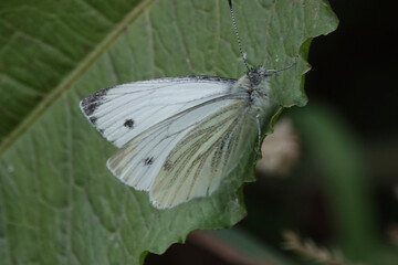 A Green-veined White butterfly (Pieris napi)