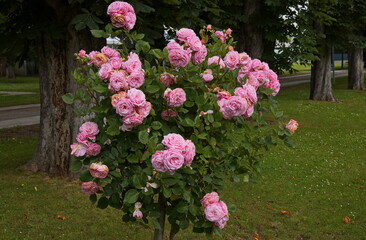 Rosarium in Bad Sauerbrunn, Burgenland, Austria
