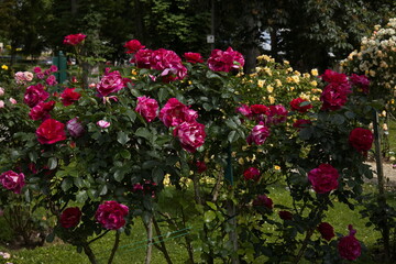 Rosarium in Bad Sauerbrunn, Burgenland, Austria
