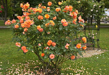 Rosarium in Bad Sauerbrunn, Burgenland, Austria
