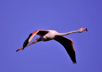Fototapeta premium Greater flamingo (Phoenicopterus roseus) in natural wetland – elegant pink bird wading in shallow water