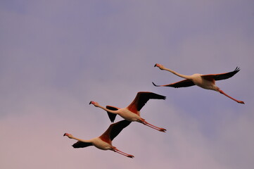 Fototapeta premium Greater flamingo (Phoenicopterus roseus) in natural wetland – elegant pink bird wading in shallow water