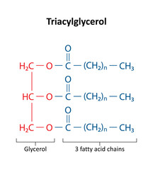 Triacylglycerol (triglyceride) is the primary form of dietary lipid. General structure of a triacylglycerol (TAG) molecule..