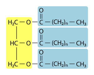 Triacylglycerol (triglyceride) is the primary form of dietary lipid. General structure of a triacylglycerol (TAG) molecule..