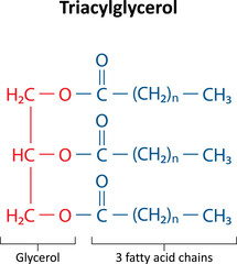 Triacylglycerol (triglyceride) is the primary form of dietary lipid. General structure of a triacylglycerol (TAG) molecule..
