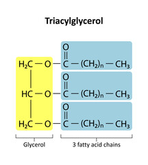 Triacylglycerol (triglyceride) is the primary form of dietary lipid. General structure of a triacylglycerol (TAG) molecule..