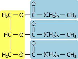 Triacylglycerol (triglyceride) is the primary form of dietary lipid. General structure of a triacylglycerol (TAG) molecule..