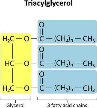 Triacylglycerol (triglyceride) is the primary form of dietary lipid. General structure of a triacylglycerol (TAG) molecule..