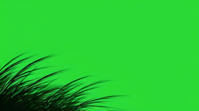 Black silhouette of grass bending and gently swaying in the wind on a green screen background, ready for compositing and video editing.