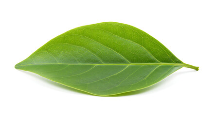 Obraz premium tree leaf on white background,
