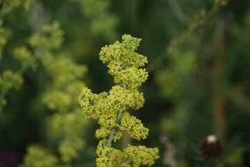 Flowers of Lady's Bedstraw (Galium verum)