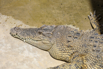 Close up big head crocodile is danger animal wildlife