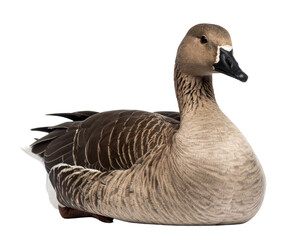 Front-Facing Taiga Bean Goose Sitting Calmly – Realistic Wildlife PNG Isolated