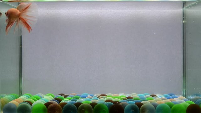 Betta fish fancy  orange vanda Halfmoon, from Thailand, Siamese fighting fish isolated on Grey Background