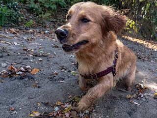 Golden Retriever Zoomie Happiness 