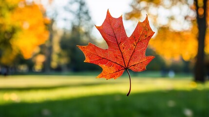 Vibrant Autumn Maple Leaf Floating Against a Blurry Green and Gold Background