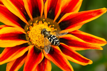 bee on flower