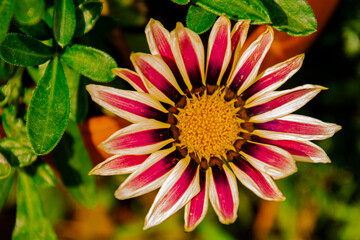 pink dahlia flower
