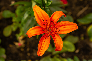 orange tiger lily