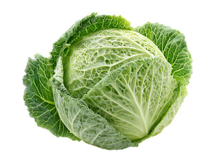 Obraz premium cabbage on white background