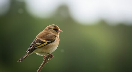 Obraz premium A goldfinch perched on a thin branch against a blurred green and white background in soft lighting
