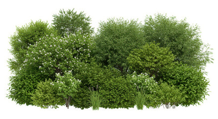 Green Garden bushes, shrub flowers and grass with different plant on white background
