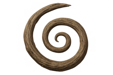 Wooden spiral shape on transparent background, creating a natural and organic pattern, suitable for various design projects