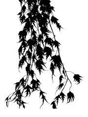 Illustration, silhouette of a birch branch on a white background