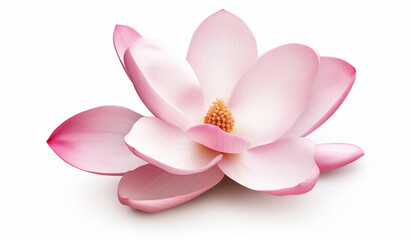 pink magnolia flower isolated