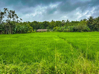Rice fields, Central Province, Sri Lanka