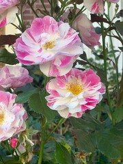 Obraz premium rose blanc rose