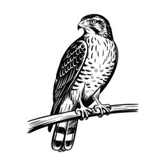 Detailed black and white illustration of a hawk perched on a branch