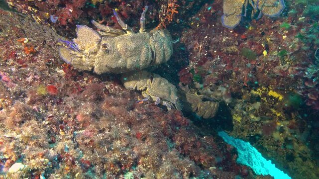 Five slipper lobsters in a Mediterranean reef - Marine life