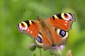 butterfly on a flower