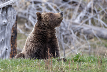 Obraz premium Grizzly Bear in Yellowstone National Park Wyoming in Springtime