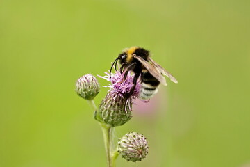 bumblebee