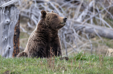 Obraz premium Grizzly Bear in Yellowstone National Park Wyoming in Springtime