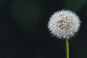 Dandelion fluffy white flower on a blur natural filter with moody filter and place for text macro