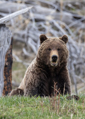 Grizzly Bear in Yellowstone National Park Wyoming in Springtime
