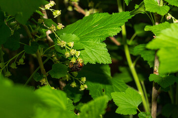 Frelon sur fleur de cassis