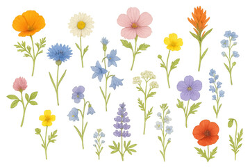 Obraz premium Vibrant wildflowers displaying multicolored petals and green stems, flourishing against clean transparent backdrop