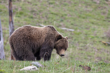 Fototapeta premium Grizzly Bear in Yellowstone National Park Wyoming in Springtime