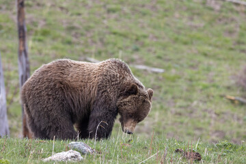 Grizzly Bear in Yellowstone National Park Wyoming in Springtime