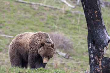 Grizzly Bear in Yellowstone National Park Wyoming in Springtime