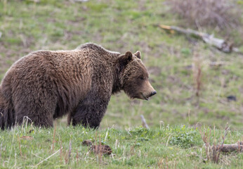 Fototapeta premium Grizzly Bear in Yellowstone National Park Wyoming in Springtime